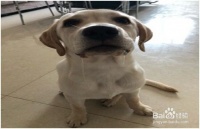 你给狗狗喂营养膏了吗