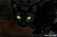 为什么猫的眼睛在晚上会发光？夜光猫眼：探索猫咪眼睛会发光秘密