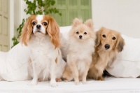 宠物关节问题：成因、解决方案与预防措施