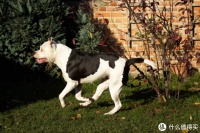 狗狗最常见的骨科疾病之一：如何及时发现和治疗？