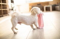 教你日常生活中，6个方法保护宠物的关节