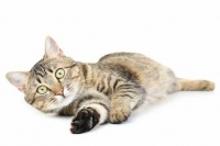 喜孚科普：猫咪关节问题的症状和解决方法！