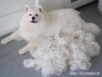 小狗小猫成“衰老指标”，养猫延寿11%，养狗延寿33%