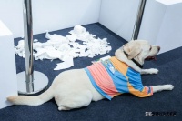 给宠物养老的年轻人，在淘宝买出了一片新蓝海