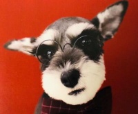 兽医用在自家宠物身上的8种自然疗法