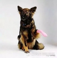 它爪：保护关节与缓解关节炎