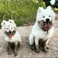 奈固健Neprofin PET从点滴日常，守护宠物关节健康