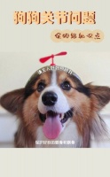 狗狗关节问题髋骨髌骨全攻略