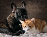 猫和狗出现关节病，胶原蛋白和软骨素有治疗效果吗？