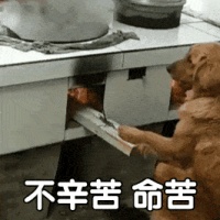 别等狗狗走不动了，才开始关心TA的关节健康…