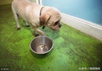 宠物狗狗眼睛经常流泪怎么回事？泪痕严重怎么消除？