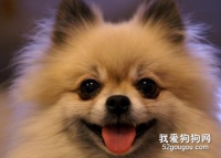 博美常有泪痕吗，博美狗狗泪痕怎样去掉?