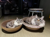 独家责任丨售价数千元，她制作“羊毛毡猫”爆火，订单已排到4年后