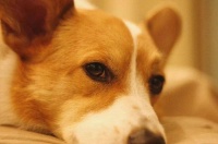 老年犬常见眼疾，以及吃什么有助于狗狗眼睛健康？一篇文全告诉你