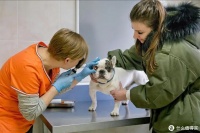 一文读懂犬猫白内障