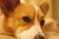 老年犬常见眼疾，以及吃什么有助于狗狗眼睛健康？一篇文全告诉你（老年狗眼睛看不见怎么办）