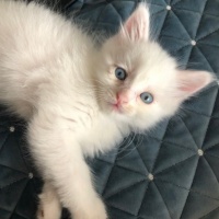 猫咪和狗狗眼睛出现这些问题信号，要及时带它去医院看看