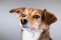 眼睛是窗口，保护好狗狗眼睛的小窍门！