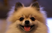 狗狗眼睛有以下5种情况，代表有事发生，别不在意！