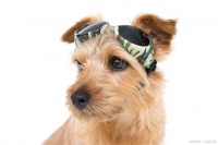 宠物饲养方法：如何给宠物进行正确的眼睛护理？