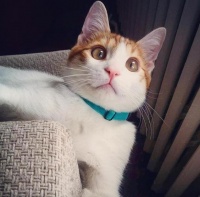 你的猫咪牙齿健康吗？猫常见口腔疾病你需要了解，别等牙烂光再哭