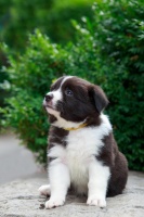 狗狗疫苗怎么打，一次说清，不懂的铲屎官进