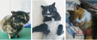 大庆仨流浪“喵星人”求“包养” 没有疾病还打过宠物疫苗