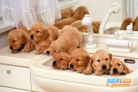 【狗狗生活宠物店加盟费】狗狗生活宠物店加盟需要多少钱？总投资15.79万元！