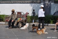 真实拍摄乡村宠物市场，毛孩子们呆萌可爱，卖价不高看啥样