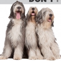 奥兰多宠物展2025美国Global Pet Expo