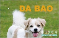 Illustrator快速简单设计宠物杂志封面(2)