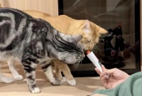 宠物保健品走上精细化发展道路