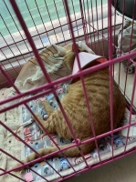 猫猫挺过来了 成都成华封控小区上演宠物救援记