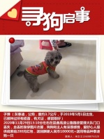 泰迪犬不慎丢失急坏主人 宠物救援队赴昆多方寻找排查