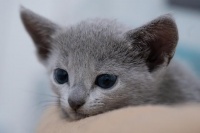 猫死了应该怎么处理？