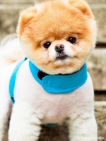 狗死了怎么火化？