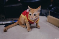 橘猫情深：宠物行为学中的亲子奇迹