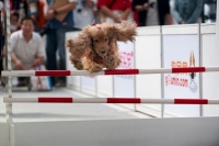 “宠•爱杭州”宠物展：超十场特色活动看宠物竞技卖萌