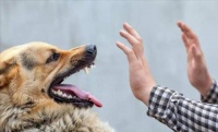 令人愤怒的宠物行为，宠主应避免