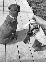 家里养了七只猫和一只狗 宁波这位“猫外婆”的别样人生