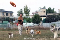 犬类行为调整师新职业走热 “它经济”助力人宠和谐