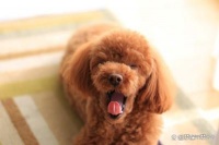 从爱犬的微妙信号中读懂不安：饲主的温柔守护与成长指南