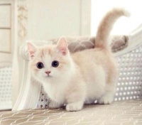 心理学:这三种宠物你想养哪种，测出你是个什么样的人，超准的！