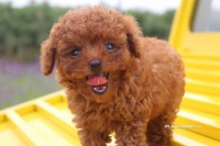 十大最受欢迎的宠物狗排行 最受欢迎的10种狗狗 最受喜欢的宠物狗