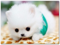 家养宠物狗需要注意什么