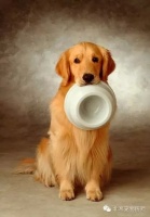 宠物狗狗的常见品种及图片