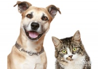 养宠物狗狗过程中的一些经验