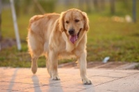 【图片】【最全的宠物狗狗品种】超萌宠物狗狗大盘点【延庆吧】