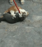 宠物猫第一次到乡下，五分钟后意外发生，网友：土猫看不起宠物猫