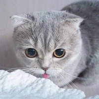 新手铲屎官必备，告诉你宠物猫怎么养！